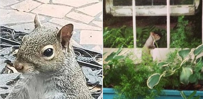 Eichhörnchen klopft täglich bei Familie an Fenster: 8 Jahre später wird ihnen klar warum